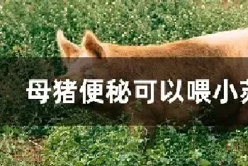 母猪便秘可以喂小苏打吗