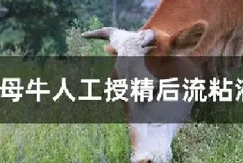 母牛人工授精后流粘液正常吗