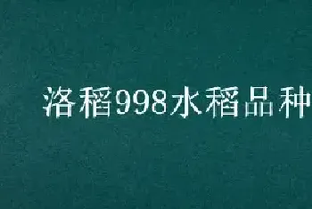 洛稻998水稻品种介绍