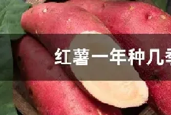 红薯一年种几季