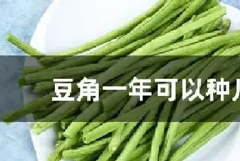 豆角一年可以种几茬