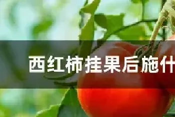 西红柿挂果后施什么肥