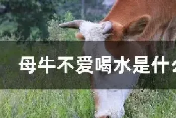 母牛不爱喝水是什么原因