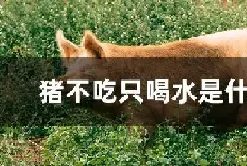 猪不吃只喝水是什么病