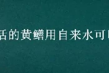 活的黄鳝用自来水可以养几天