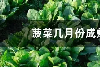 菠菜几月份成熟