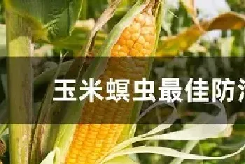 玉米螟虫最佳防治期