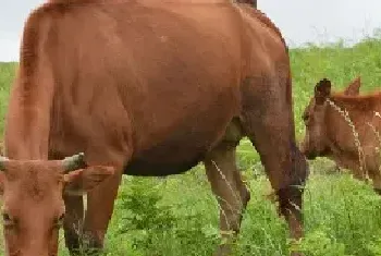 肉牛围栏散养技术