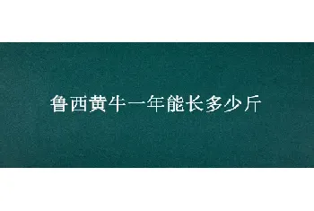 鲁西黄牛一年能长多少斤