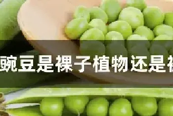 豌豆是裸子植物还是被子植物