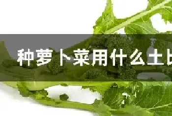 种萝卜菜用什么土比较好