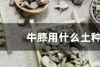 牛膝用什么土种植