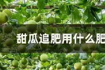 甜瓜追肥用什么肥料好