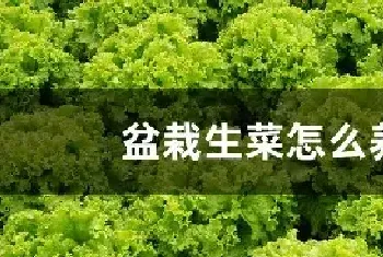 盆栽生菜怎么养