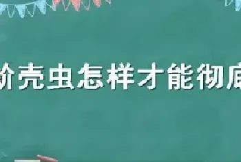 蚧壳虫怎样才能彻底消灭