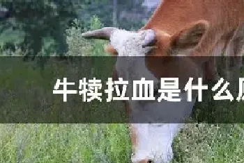 牛犊拉血是什么原因