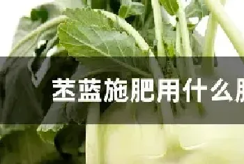 苤蓝施肥用什么肥料