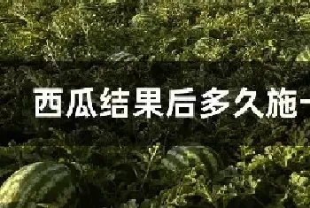 西瓜结果后多久施一次肥