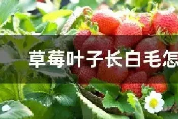 草莓叶子长白毛怎么治