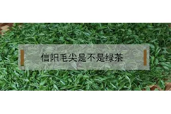 信阳毛尖是不是绿茶