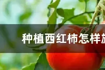 种植西红柿怎样施肥