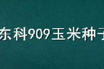 东科909玉米种子特征