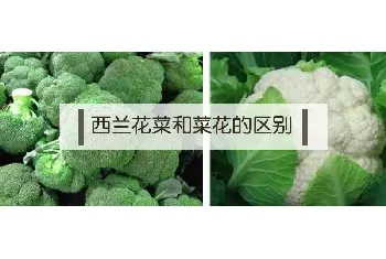 西兰花菜和菜花的区别