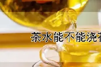 茶水能不能浇花