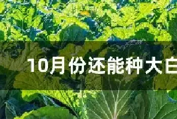 10月份还能种大白菜吗