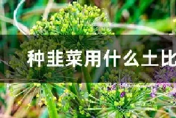 种韭菜用什么土比较好