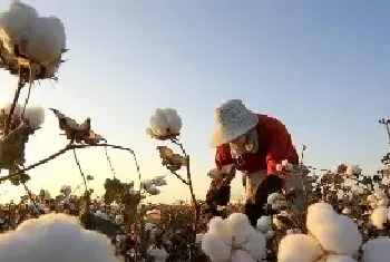 我国常见的经济作物有哪些？