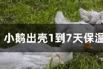 小鹅出壳1到7天保温多少度