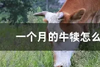 一个月的牛犊怎么饲养