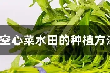 空心菜水田的种植方法与管理