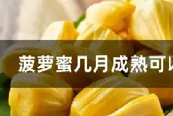 菠萝蜜几月成熟可以采摘