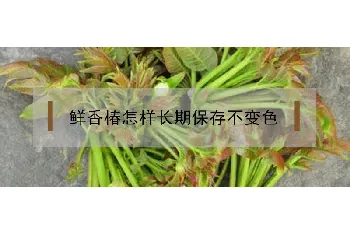 鲜香椿怎样长期保存不变色