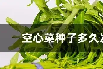 空心菜种子多久发芽