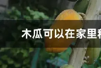 木瓜可以在家里种吗