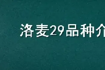 洛麦29品种介绍