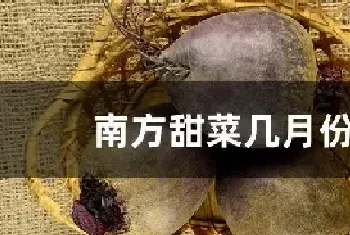 南方甜菜几月份种