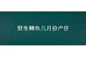 野生鲫鱼几月份产仔