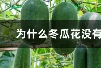 为什么冬瓜花没有花粉