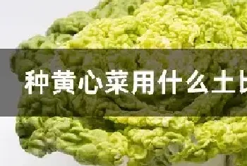 种黄心菜用什么土比较好