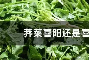 荠菜喜阳还是喜阴