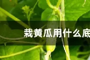 栽黄瓜用什么底肥