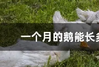 一个月的鹅能长多大