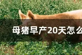 母猪早产20天怎么处理