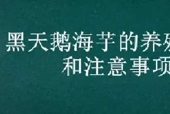 黑天鹅海芋的养殖方法和注意事项