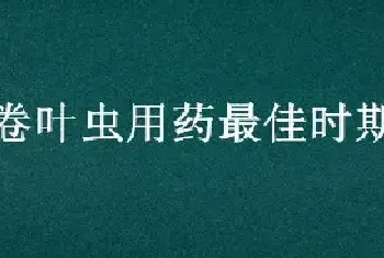 卷叶虫用药最佳时期