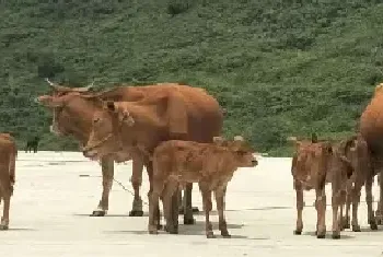 黄牛不吃精料怎么办